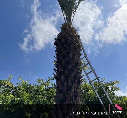 שמואל גזם את עץ הדקל עקב פירותיו שהיו נופלים ומלכלכים את הריצפה. עשה עבודה מצויינת , היה מנומס ולקח מחיר סביר.
